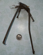 IMG_1534.webp