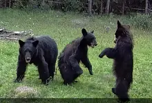 Bear Cubs 1.webp