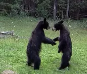Bear Cubs Play Fight.webp
