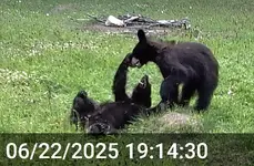Bear Cubs 2.webp