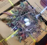 Bird 1.webp