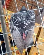 Bird 2.webp