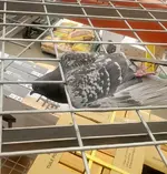 Bird 3.webp
