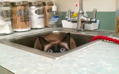 Cat knows something.webp