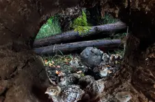 QHLRAINJPG.webp