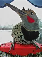 Screenshot_20250418_201333_Bird Buddy.webp