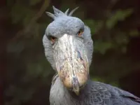 shoebill-stork-stare.webp