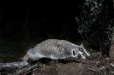 BADGER1DSZJPG.webp