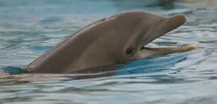Bottlenosedolphin463_000.webp