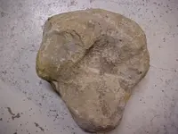 Dino tracks.webp