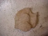 Dino tracks 2.webp