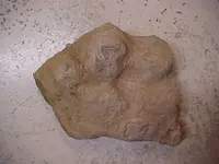 Dino tracks 3.webp