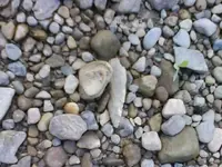 point insitu.webp