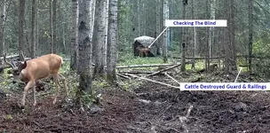 Cattle Destroyed Guard.webp