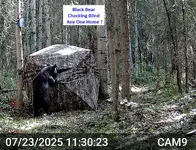 Bear Looking Into Blind.webp