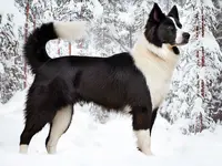 karelian-bear-dog-snowy-side-view.webp