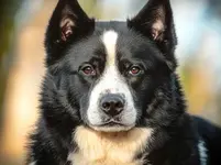 karelian-bear-dog-close-up.webp