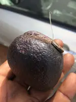 ORDINARY CHRONDITE A (1).webp