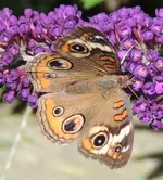 DSCN4437.webp