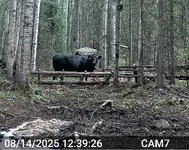 Cow Cannot Get In.webp