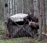 Cow & Calf Moose.webp