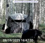 Sow Cubs & Blind.webp
