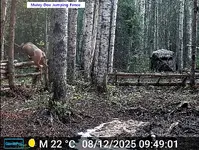 Doe Muley Jump Fence.webp