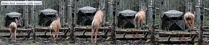 Jumping Cattle Guard.webp