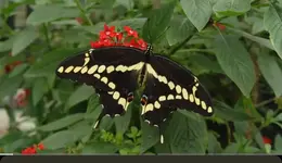 Screenshot_20250822-143905.YouTube~2.webp