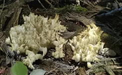 Fungus.webp