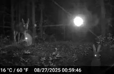 Bambi & Thumper.webp