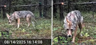 Coyote Pair.webp