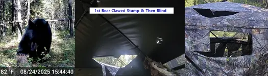 Bear Clawed Blind.webp