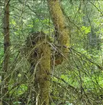 Tree.webp