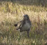 DSCF5429.webp