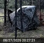 Bear Chewing 1.webp