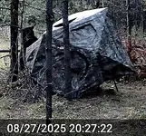 Bear Chewing 2.webp