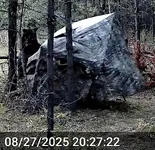Bear Chewing 3.webp