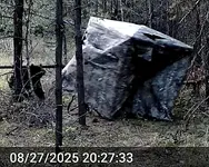 Bear Chewing 4.webp
