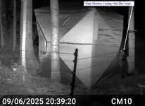 Pine Marten 1.webp