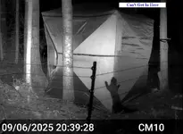 Pine Marten 2.webp