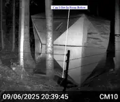 Pine Marten 3.webp