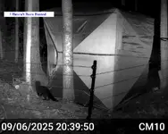 Pine Marten 4.webp