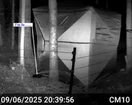 Pine Marten 5.webp