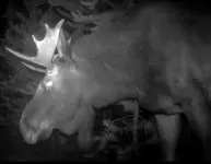 Moose Trail Cam.webp