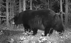 Fat Bear.webp