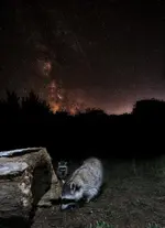 RACMLKWAYDZ.webp