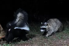 SKCOOFCTFCJPG.webp