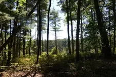 03.webp