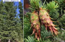 100 Species Douglas Fir 2025.webp